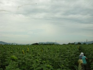 ヒマワリが黄色ければ…。来年に期待! ヒマワリが黄色ければ…。来年に期待!